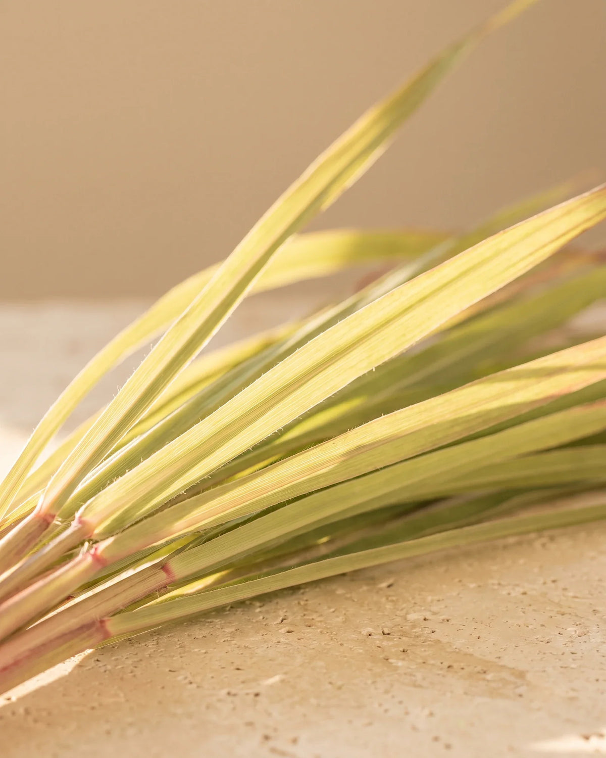 Friske citronellastrå i varmt modlys på travertin – den lyse, citronagtige duft fra Delune Citronella – ren æterisk olie