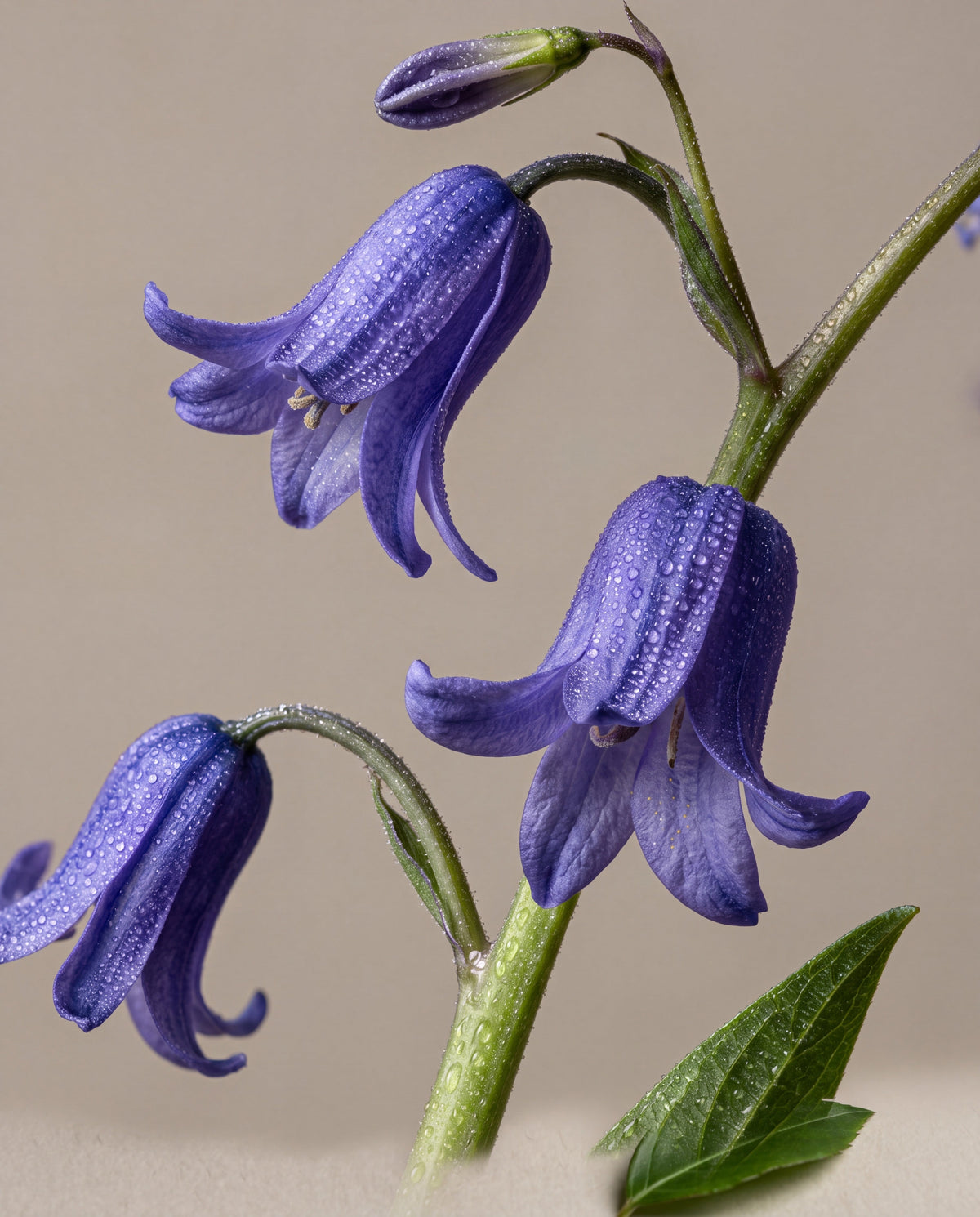 Bluebell Woods – duftnoter: buede stilke af engelske klokkeskilla