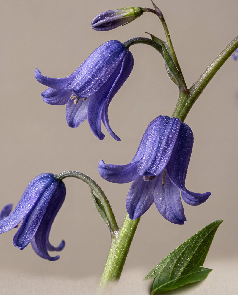 Bluebell Woods – duftnoter: buede stilke af engelske klokkeskilla