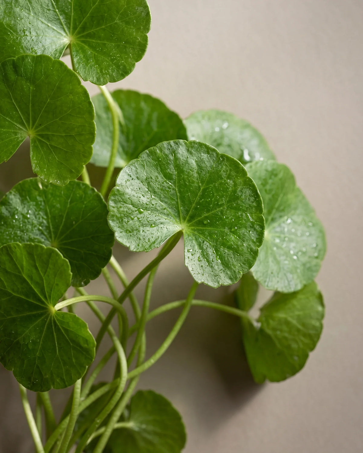 Delune Centella Asiatica 100 % hudekstrakt – botanisk opstilling