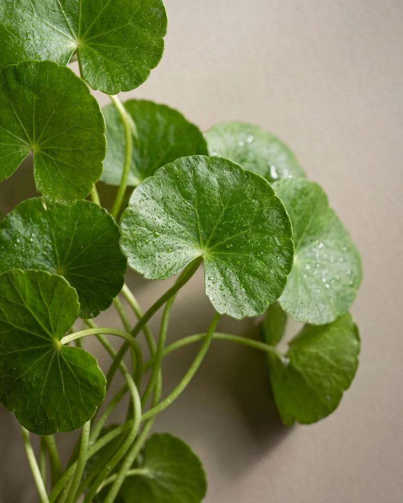 Delune Centella Asiatica 100 % hudekstrakt – botanisk opstilling