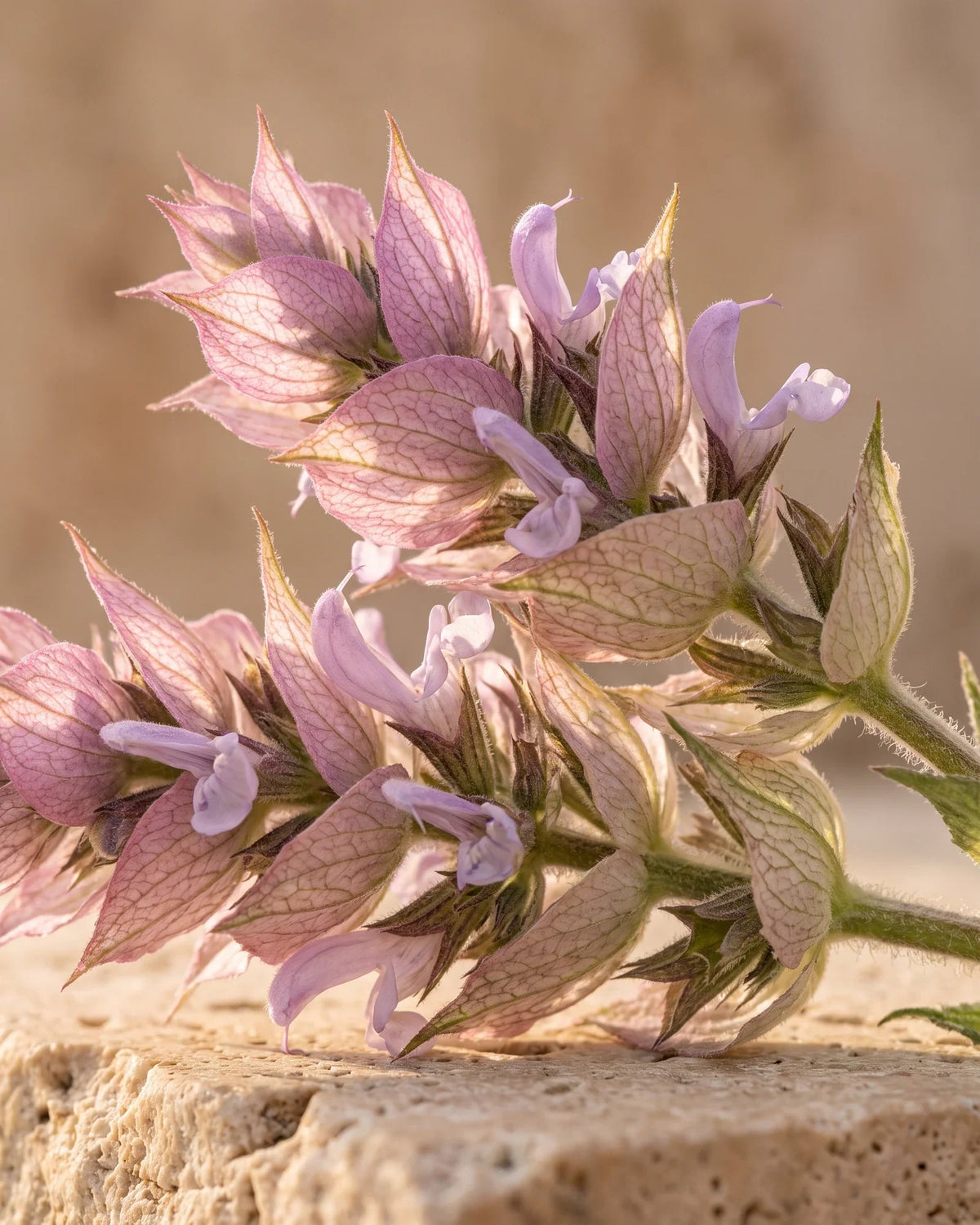 Blomsteraks af muskatellersalvie med rosa-lilla dækblade i varmt modlys – den urteagtige, moskusagtige duft fra Delune Muskatellersalvie – ren æterisk olie