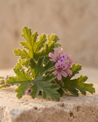 Friske rosengeraniumblade og bløde lyserøde blomster på varm travertin – den rosenagtige, grønne duft fra Delune Geranium – ren æterisk olie