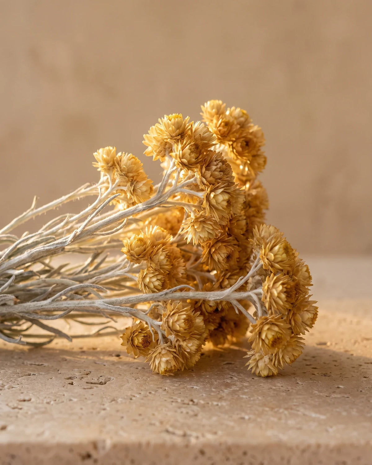 Gyldne helichrysumblomster på sølvgrå stilke på varm travertin – den varme, honningagtige duft fra Delune Helichrysum (Immortelle) – ren æterisk olie
