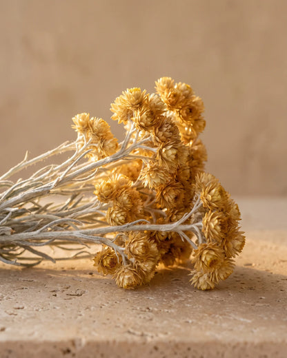 Gyldne helichrysumblomster på sølvgrå stilke på varm travertin – den varme, honningagtige duft fra Delune Helichrysum (Immortelle) – ren æterisk olie