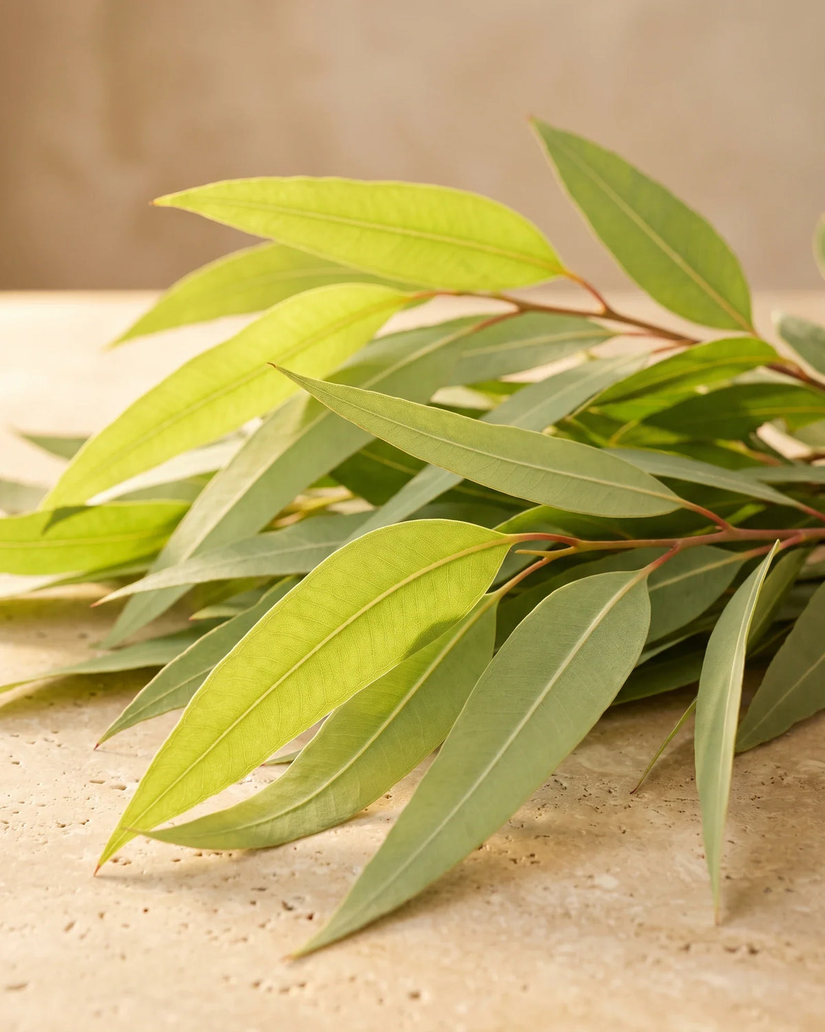 Lange, smalle blade af citroneukalyptus i varmt modlys – den lyse, citronagtige duft fra Delune Citroneukalyptus – ren æterisk olie