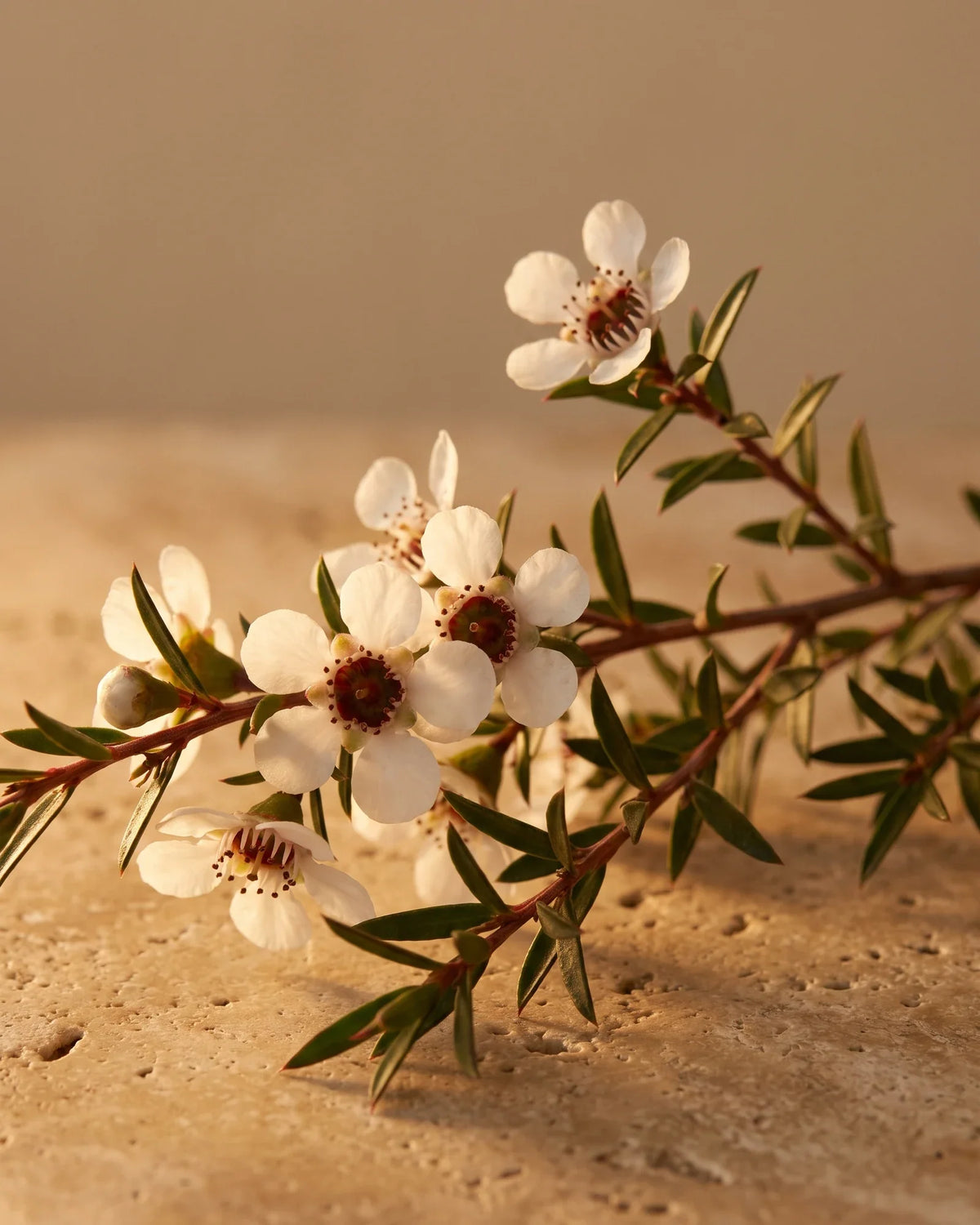 En blomstrende mānukakvist med små hvide blomster i varmt modlys – den honningagtige urteduft fra Delune Mānuka – ren æterisk olie