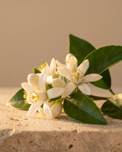 Friske hvide appelsinblomster og blanke blade i varmt lys – den honningagtige blomsterduft fra Delune Neroli – ren æterisk olie