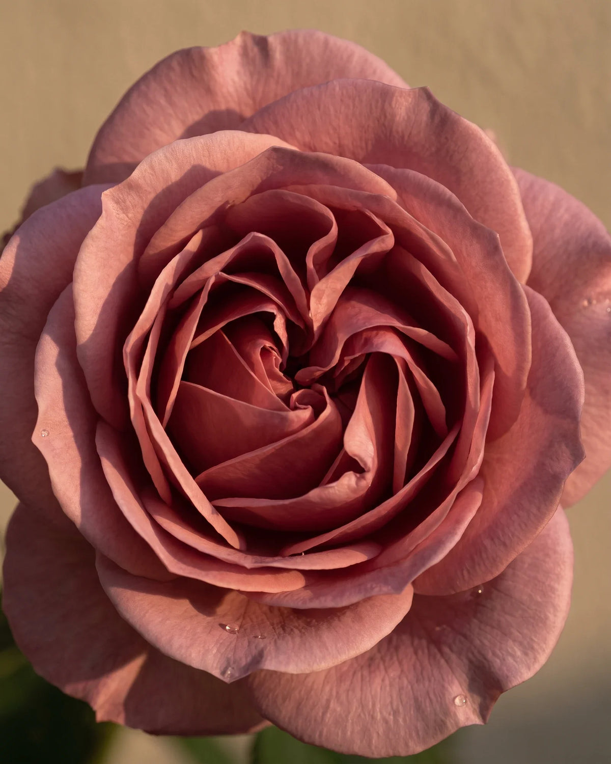 En fuldt udsprunget, støvet lyserød damascenerrose i varmt lys – den frodige, romantiske blomsterduft i Delunes rene æteriske olie af rose
