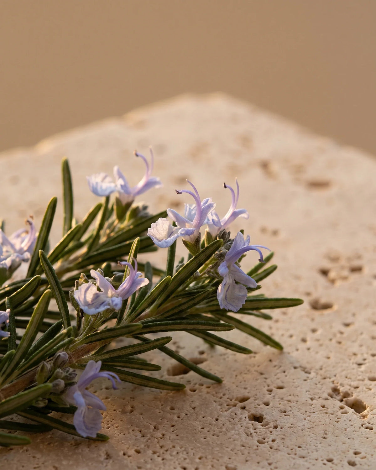 Blomstrende rosmarinkviste med lyse blåviolette blomster i varmt lys – den bløde urteduft i Delunes rene æteriske olie af rosmarin verbenon