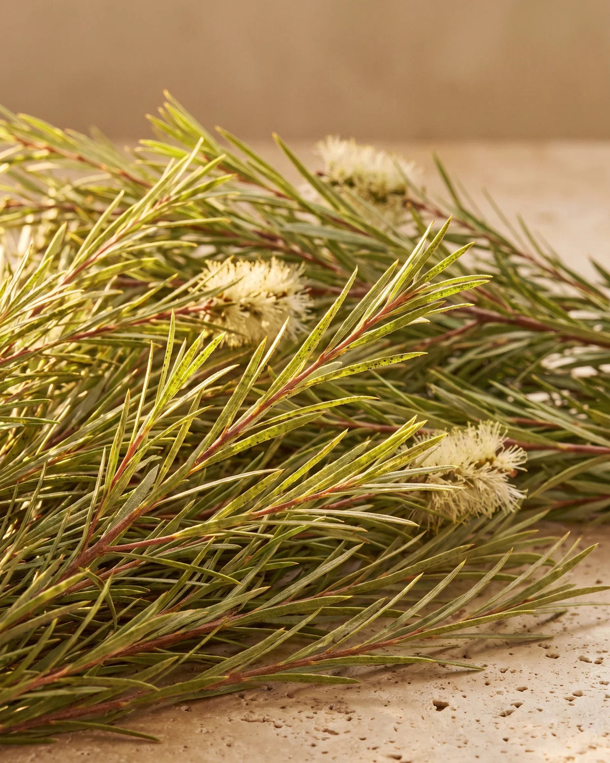 Friske tea tree-grene (Melaleuca) med fine nåleblade og cremefarvede flaskebørsteblomster på varm travertin – den rene urteduft i Delunes rene æteriske olie af tea tree