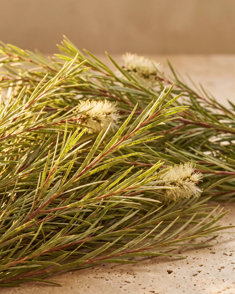 Friske tea tree-grene (Melaleuca) med fine nåleblade og cremefarvede flaskebørsteblomster på varm travertin – den rene urteduft i Delunes rene æteriske olie af tea tree