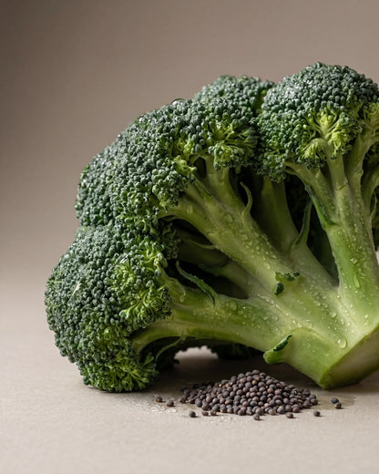 Koldpresset broccolifrøolie fra Delune – botanisk opstilling