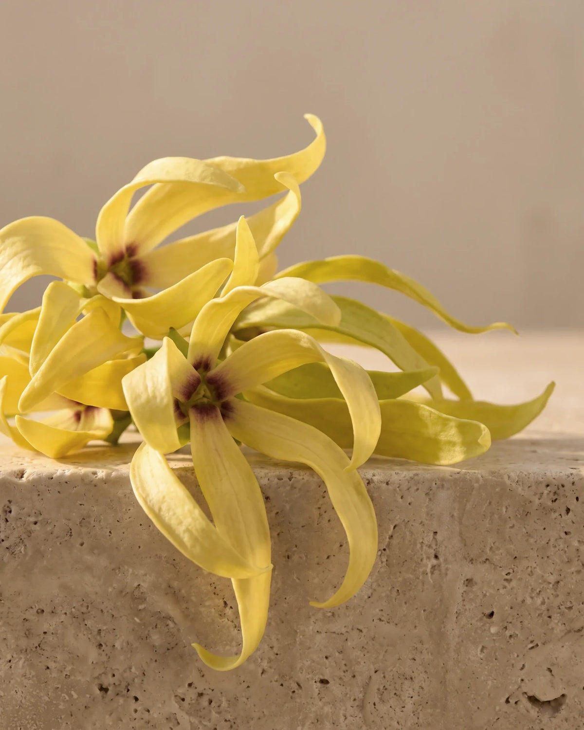 Friske ylang-ylang-blomster med lange, snoede gule kronblade på varm travertin – den fyldige, berusende blomsterduft i Delunes rene æteriske olie af ylang-ylang