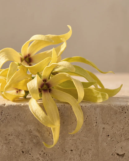 Friske ylang-ylang-blomster med lange, snoede gule kronblade på varm travertin – den fyldige, berusende blomsterduft i Delunes rene æteriske olie af ylang-ylang