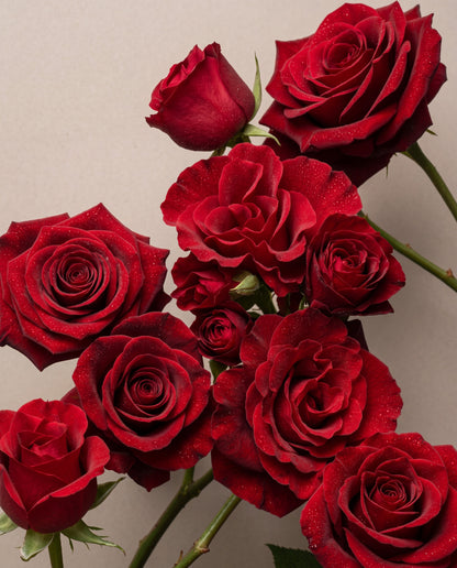 Duftnoter i Red, Red Rose: en klynge fløjlsrøde roser