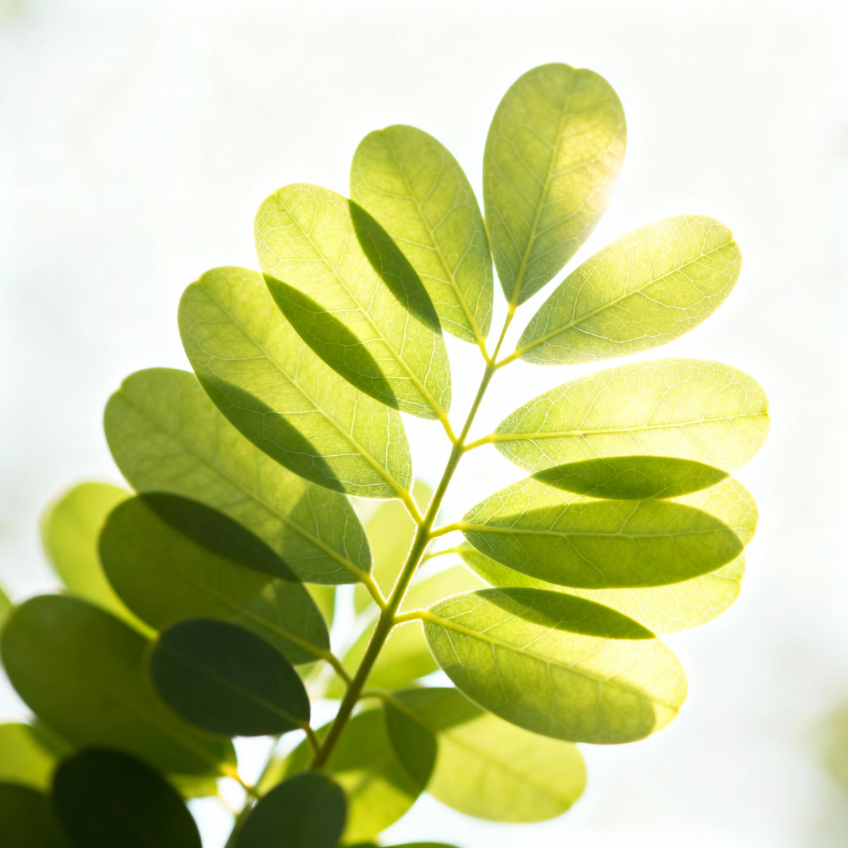 Moringa + petitgrain – Active Serum Booster