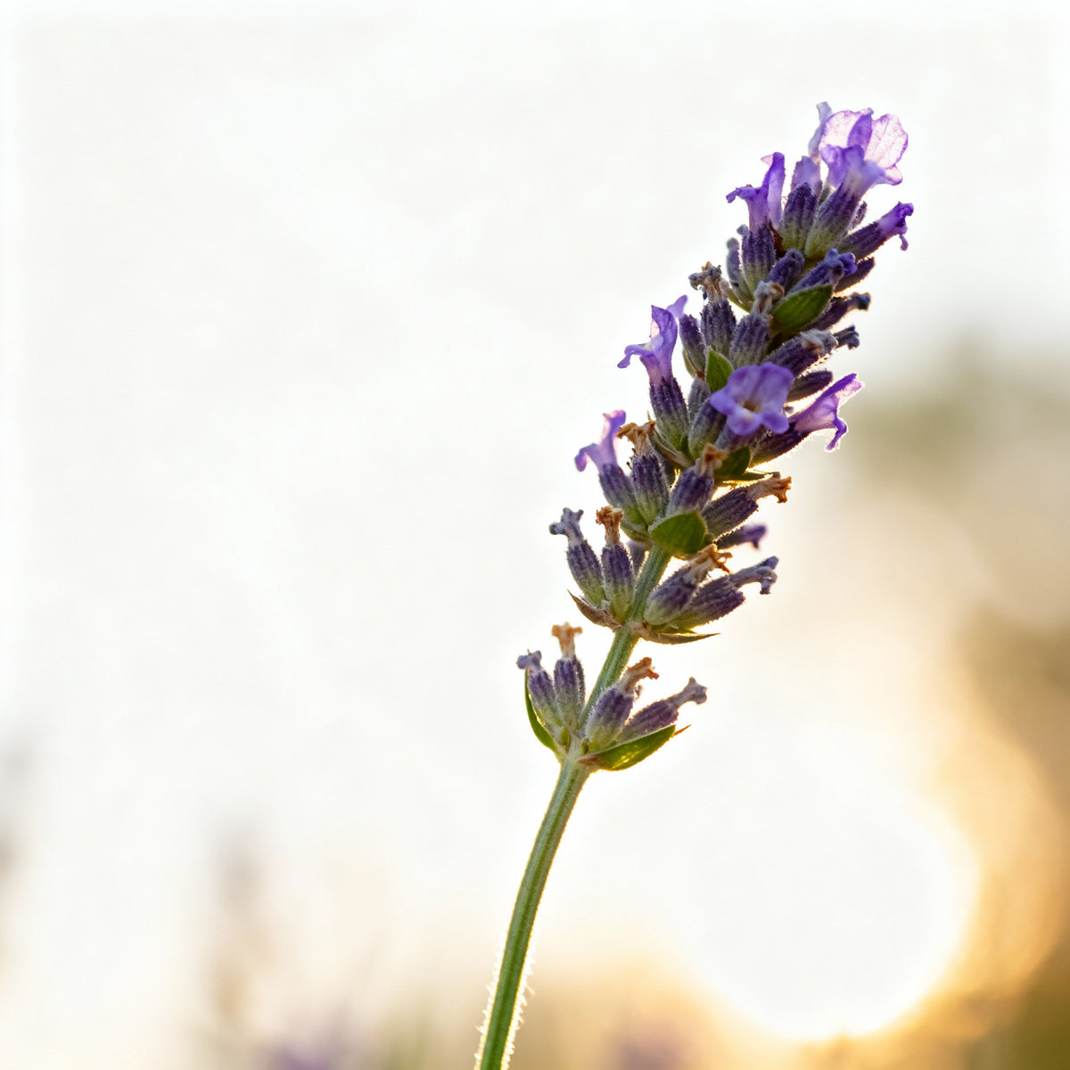 Jojoba + lavendel – Active Serum Booster