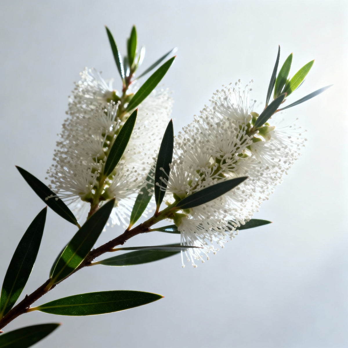 Sortkommen + cajeput – Active Serum Booster